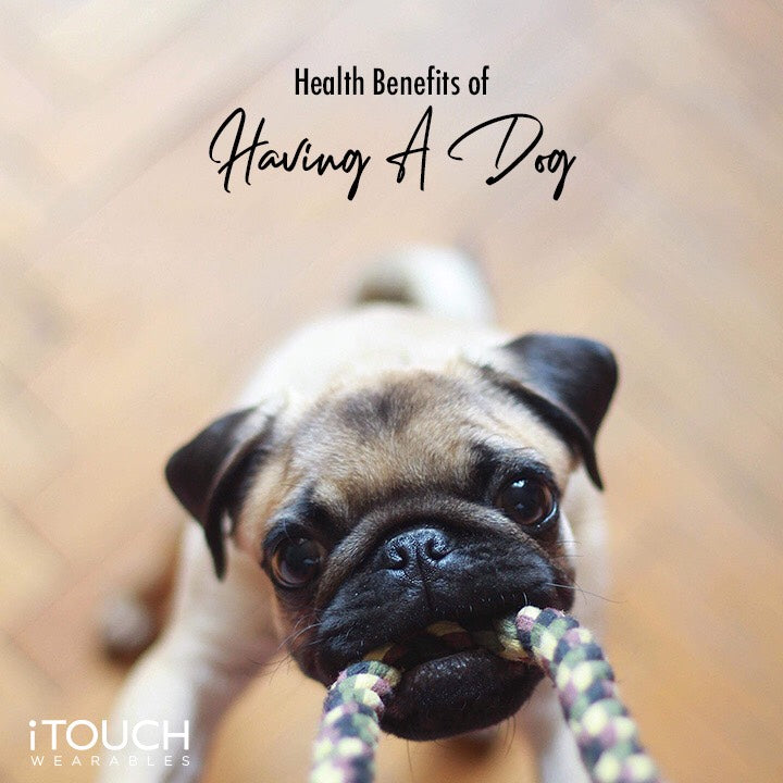 Health Benefits Of Having A Dog